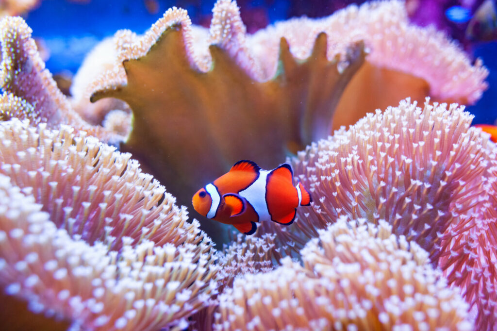 Great Barrier Reef, Australië